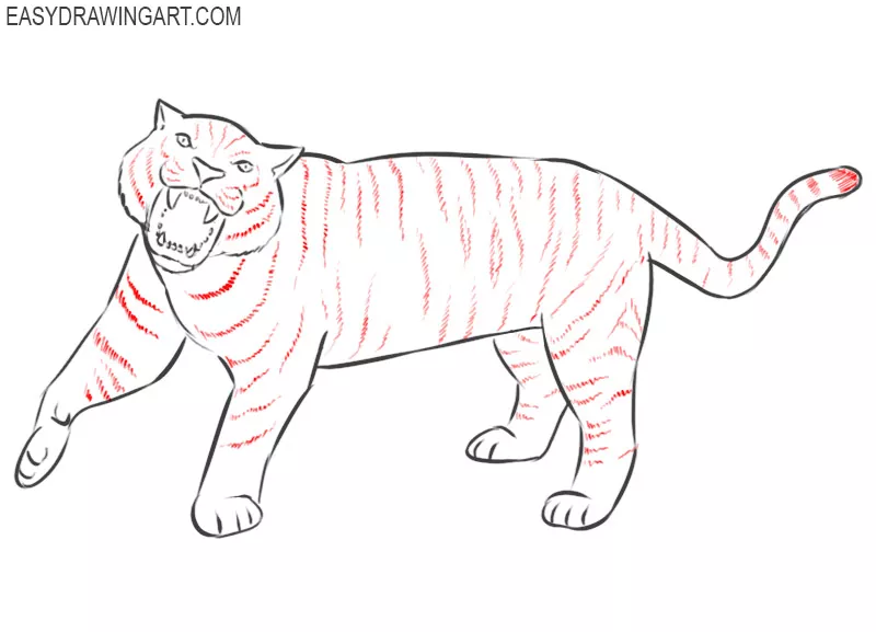 how to draw a tiger step by step | how to draw a tiger easy | tiger drawing  step by step - YouTube