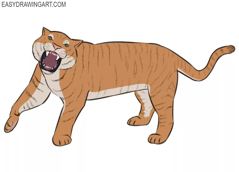 how to draw a tiger roaring step by step