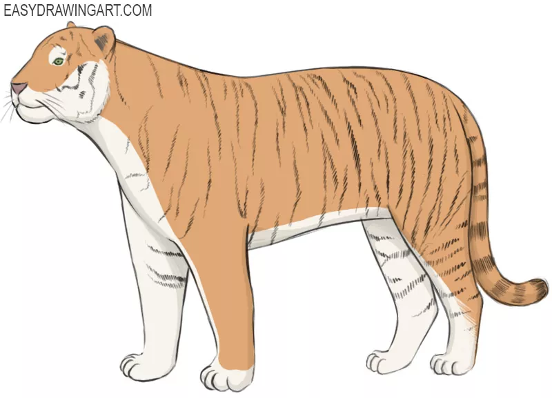 How To Draw a Tiger - EASY Drawing Tutorial!