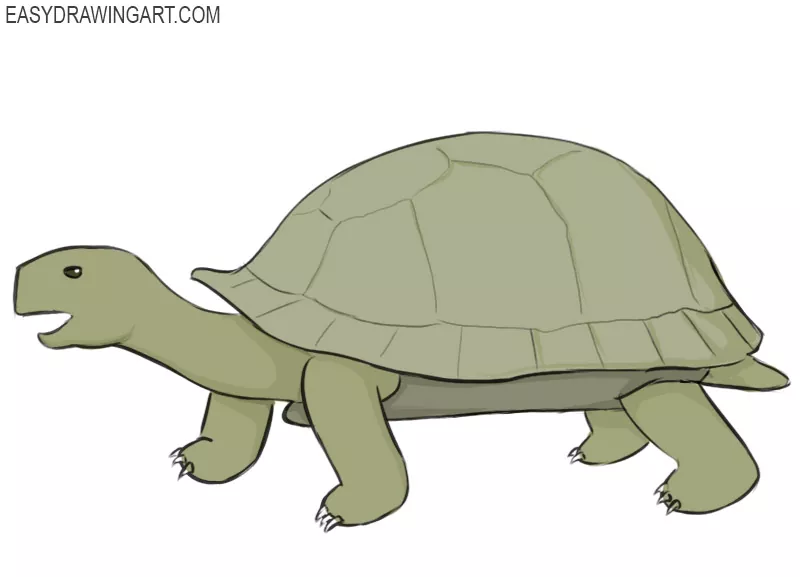 Tortoise #13423 (Animals) – Free Printable Coloring Pages