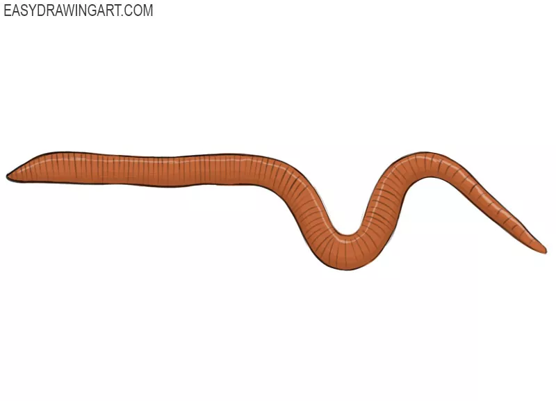 Details more than 70 sketch of worm super hot - seven.edu.vn