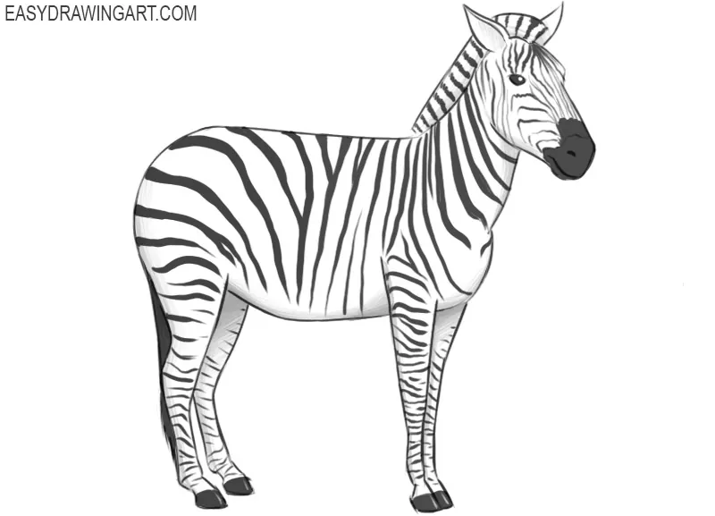 How to Draw a Zebra Easy Drawing Art