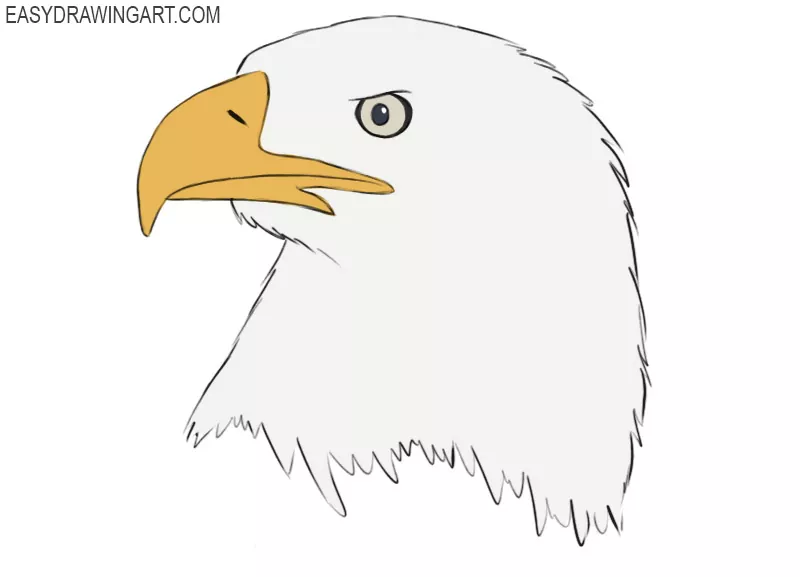 Easy Eagle Head Drawing Step by Step - Art by Ro