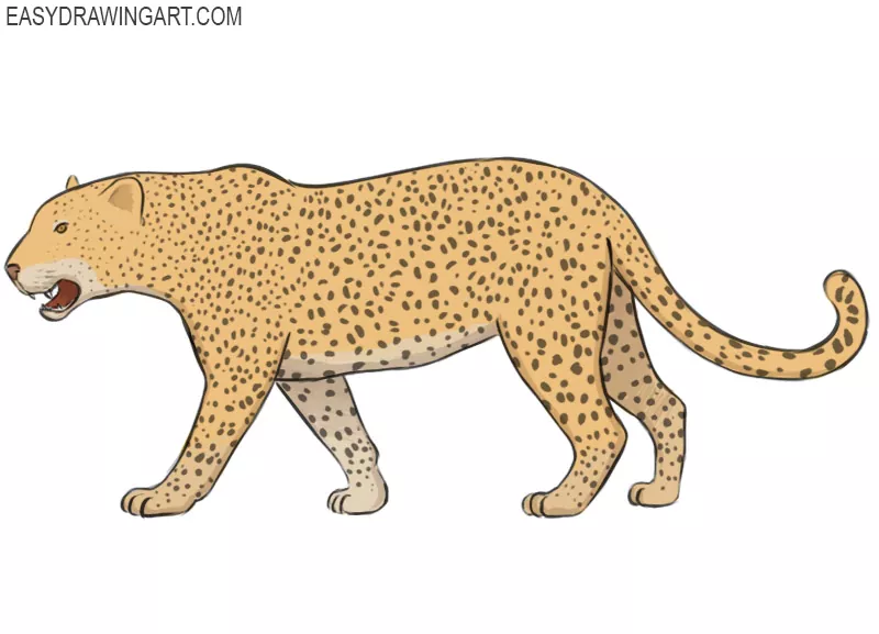 cartoon snow leopard drawing easy - Clip Art Library