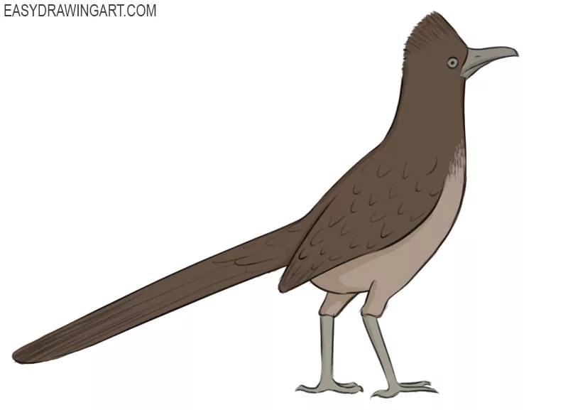 How to draw a Roadrunner