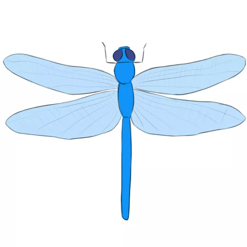 How to Draw a Dragonfly Easy Drawing Art