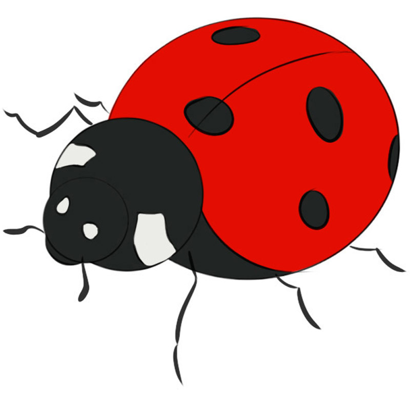 Ladybug Drawing Step By Step A half circle for the body a circle for