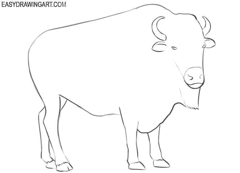 How to Draw a Bison Easy Drawing Art