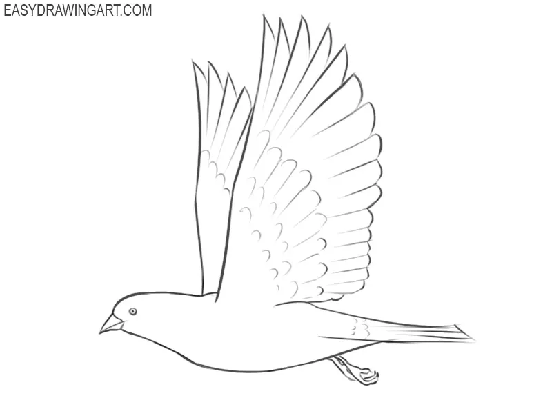 How to Draw a Bird Flying about to Land - YouTube