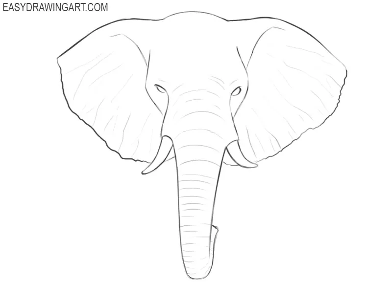 elephant head drawing step by step