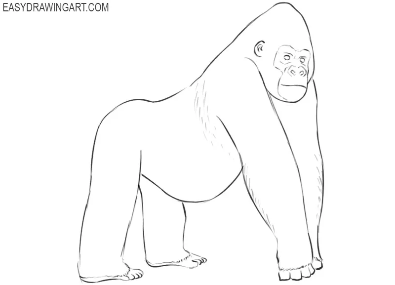gorilla drawing cute
