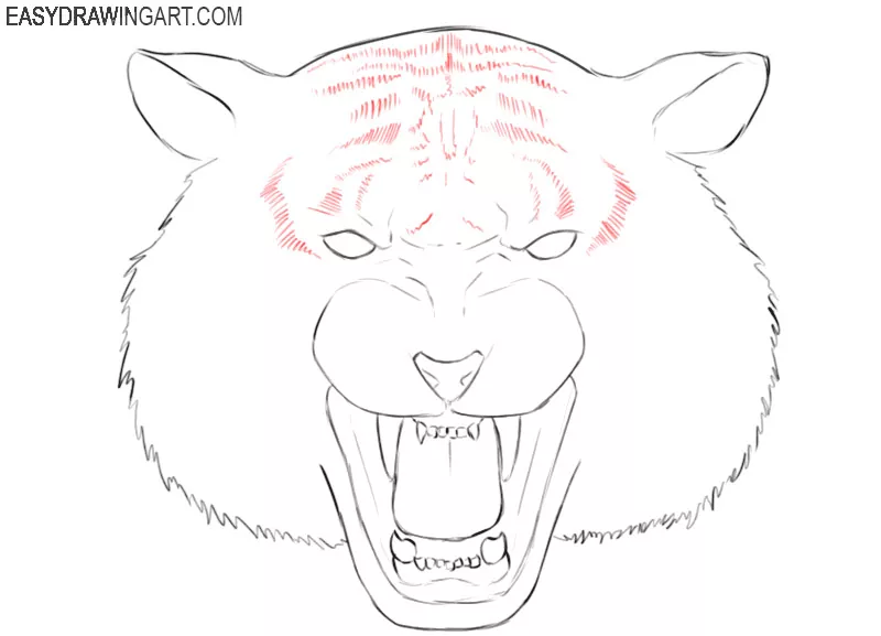 graphic tiger head drawing