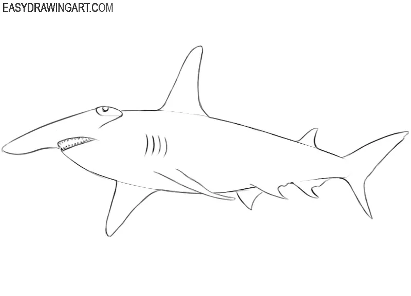 hammerhead shark drawing easy step by step