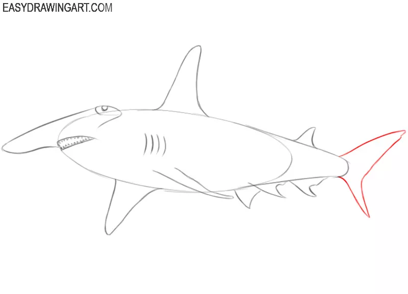 hammerhead shark drawing step by step