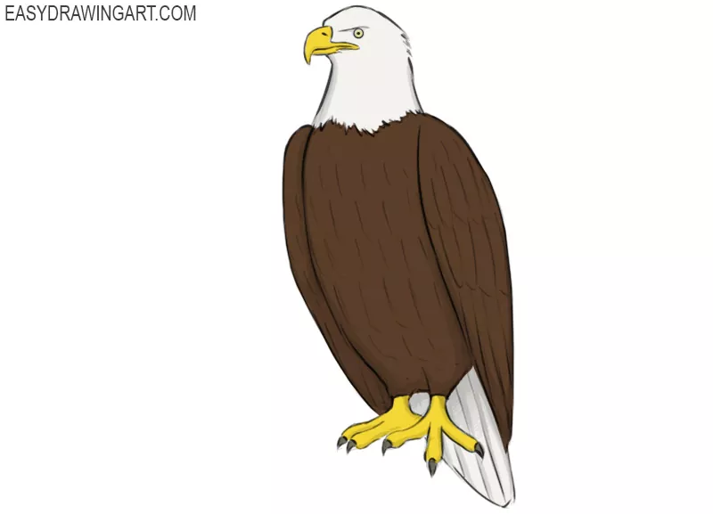 639 Eagle Sketch Stock Photos, High-Res Pictures, and Images - Getty Images