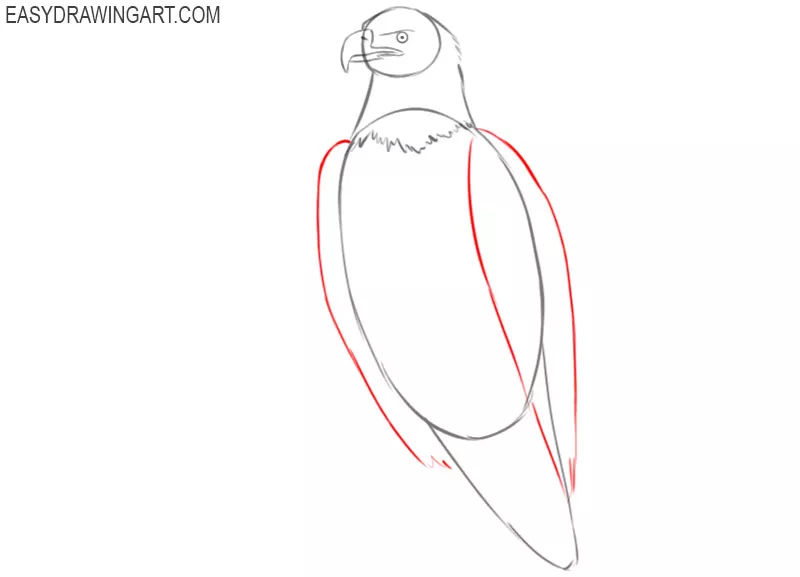 how to draw a bald eagle cute