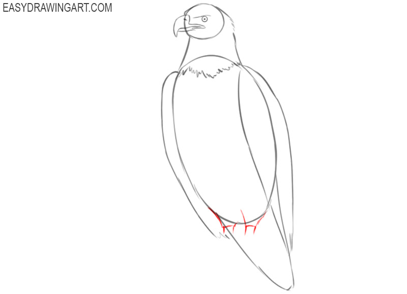 How to Draw a Bald Eagle - Easy Drawing Art