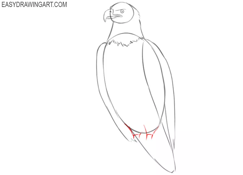 how to draw a bald eagle easy step by step