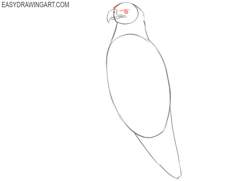 how to draw a bald eagle full body step by step