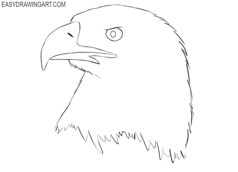 how to draw a bald eagle head step by step