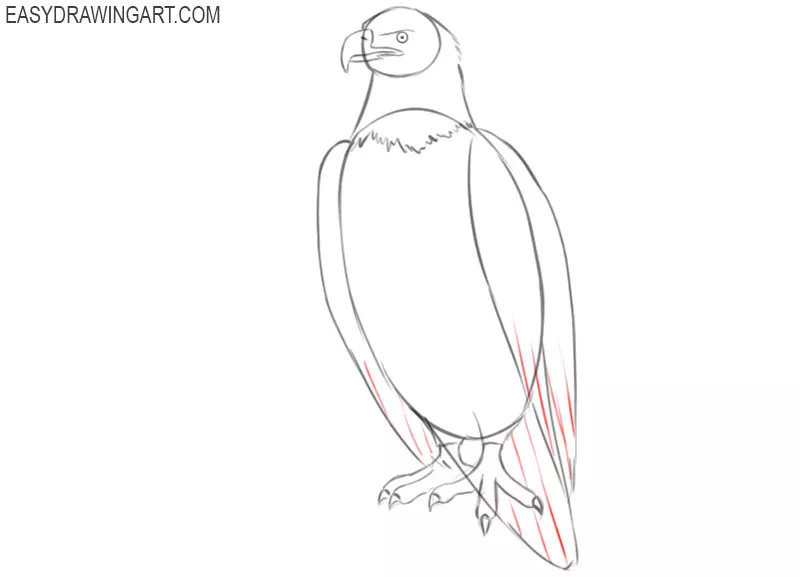how to draw a bald eagle in steps