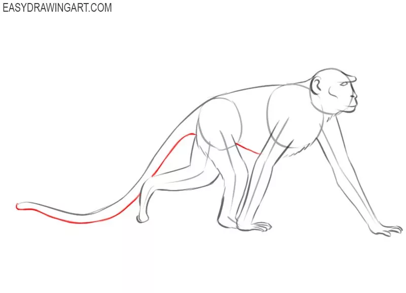 how to draw a basic monkey