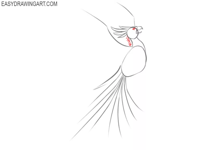 how to draw a basic phoenix