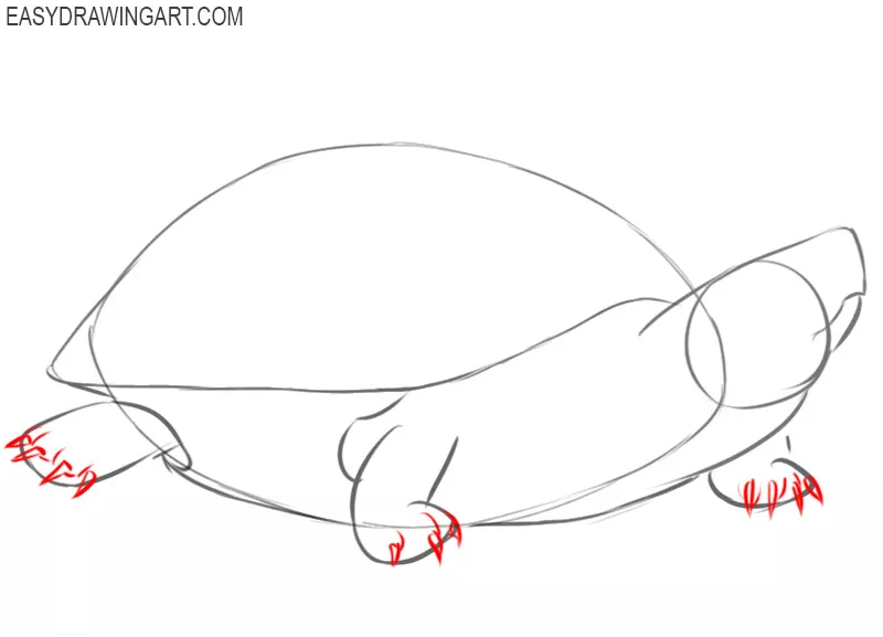 how to draw a basic turtle