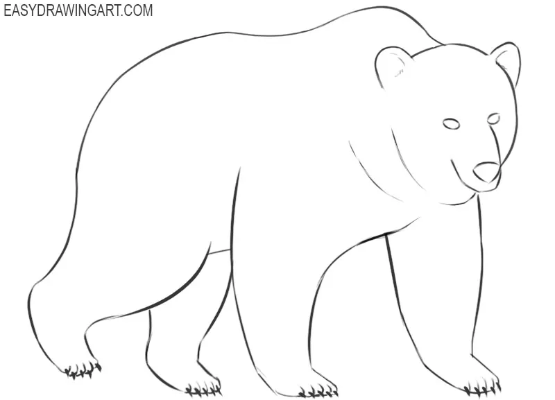 How to Draw a Bear - An Easy and Cute Wild Bear Drawing