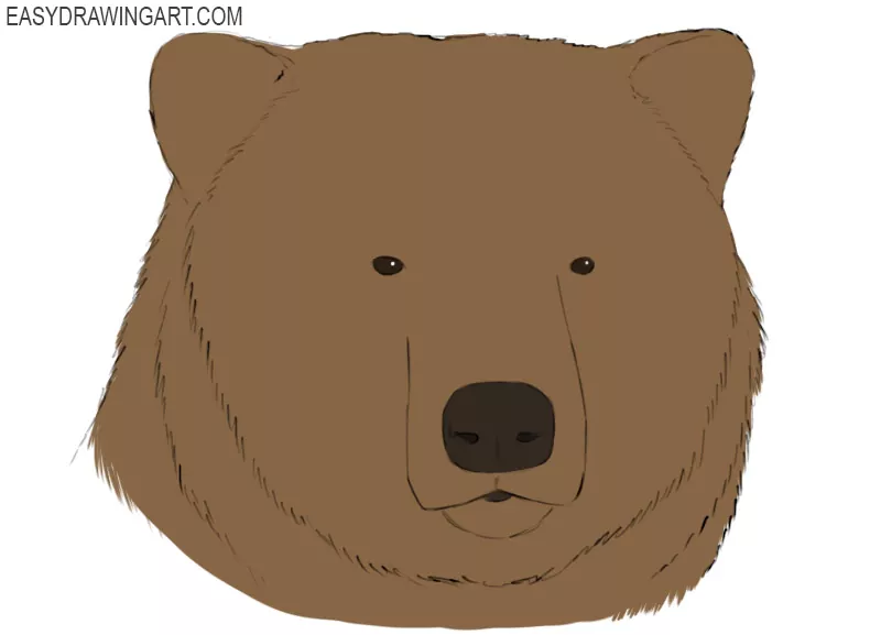 how to draw a bear head