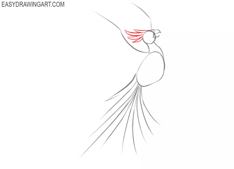 how to draw a beautiful phoenix