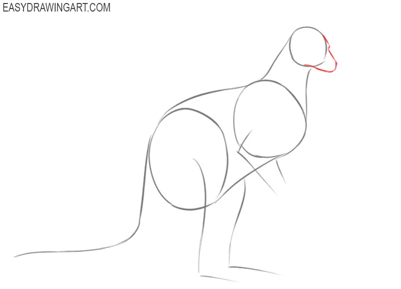 how to draw a big kangaroo