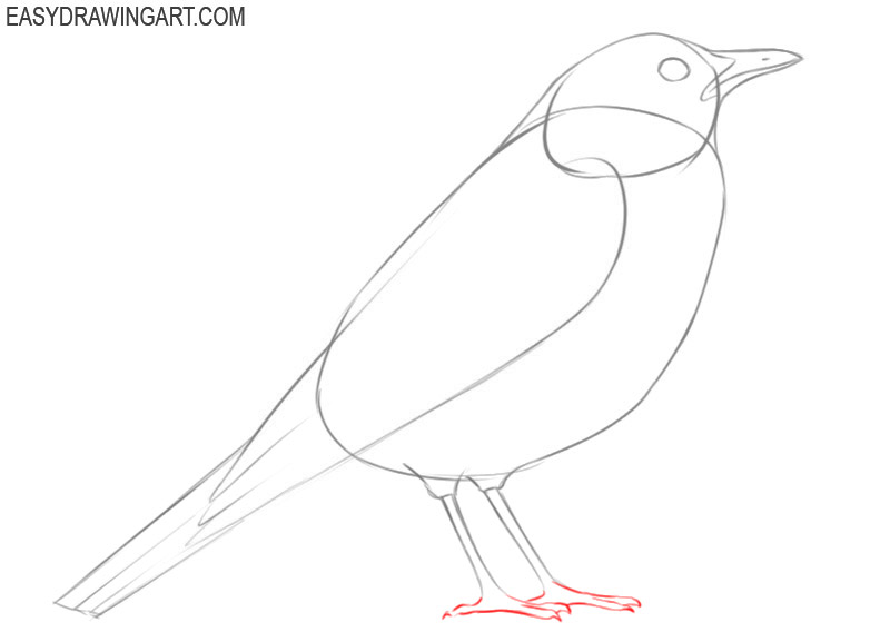 how to draw a bird cute