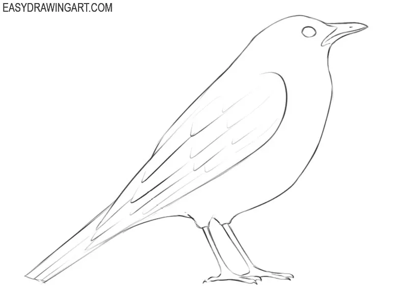 how to draw a bird drawing