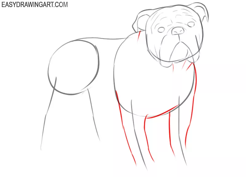 how to draw a bulldog cute