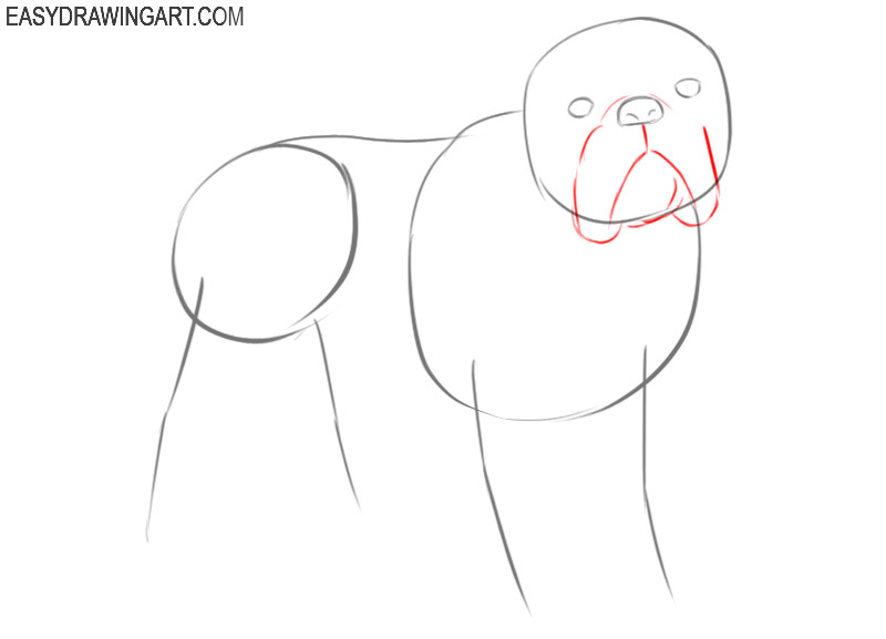 how to draw a bulldog step by step