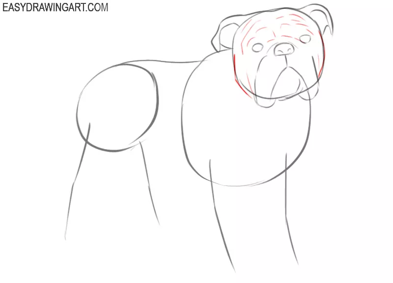 how to draw a bulldog step-by-step full body