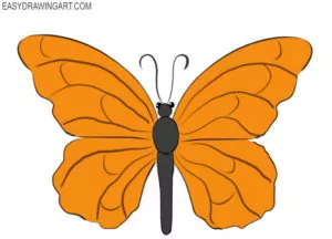 How to draw a butterfly