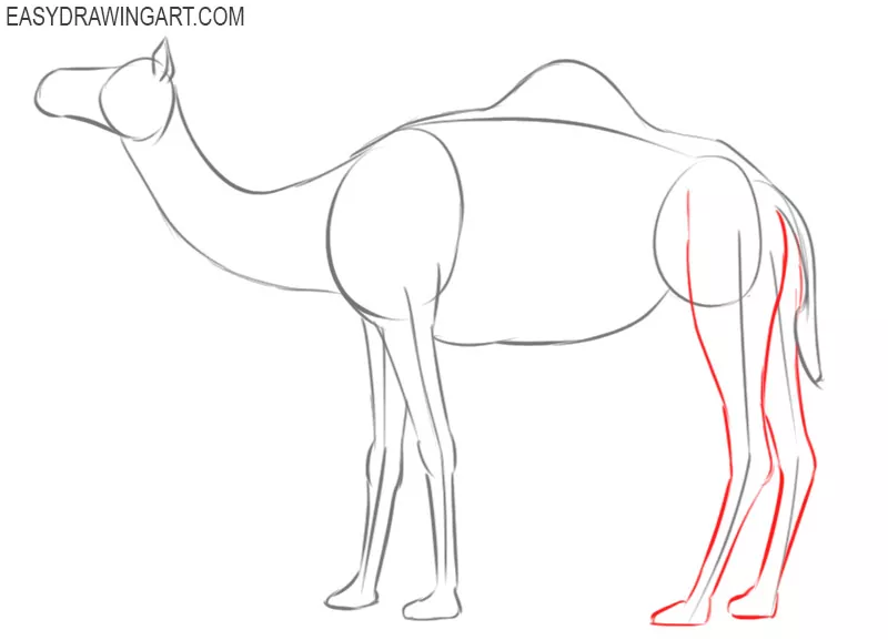 How To Draw Camel Step by Step Cartoon Illustration with White Background  Stock Illustration - Illustration of learn, jungle: 181566672