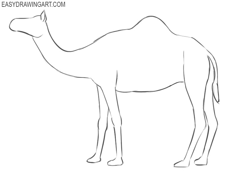 how to draw a camel in easy way