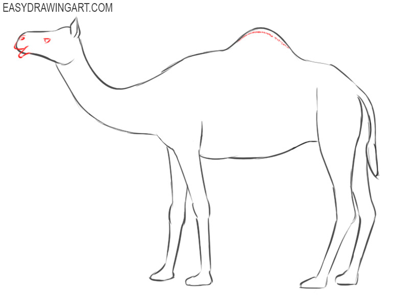 how to draw a camel in steps