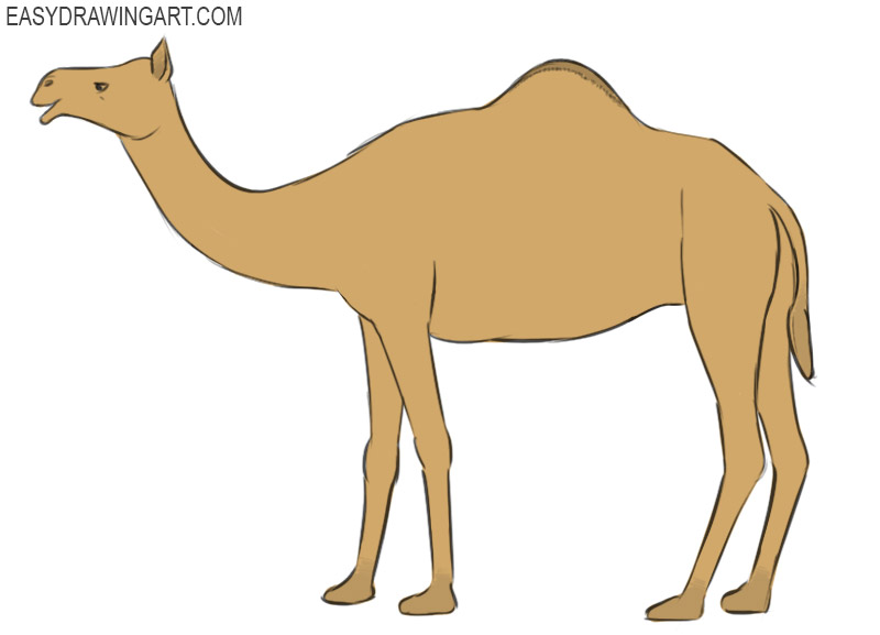 How to Draw a Camel