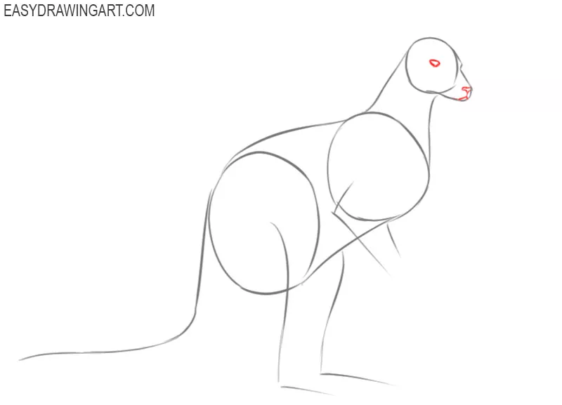 how to draw a cartoon kangaroo easy