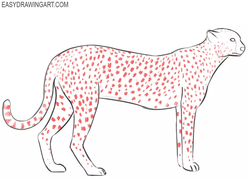 how to draw a cheetah by steps