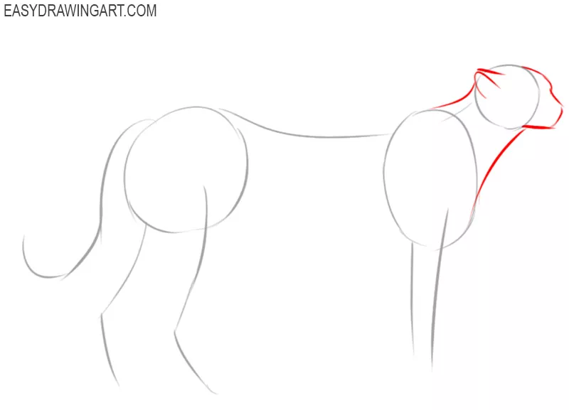 how to draw a cheetah step by step