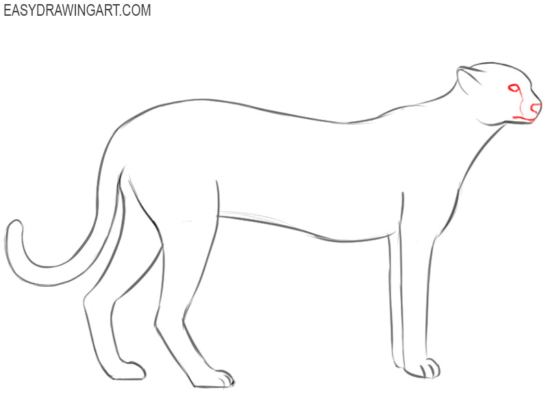 how to draw a cheetah step by step slowly