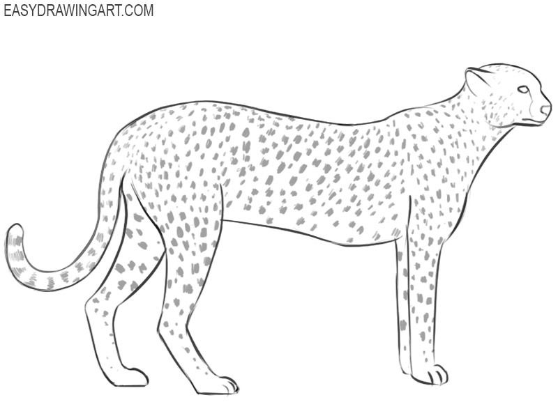 how to draw a easy cheetah
