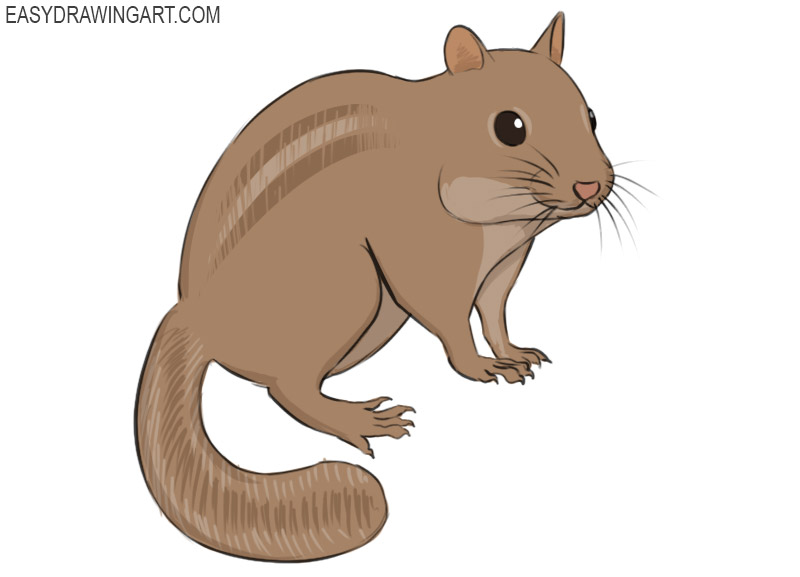 How to Draw a Chipmunk