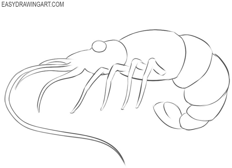 how to draw a cute cartoon shrimp