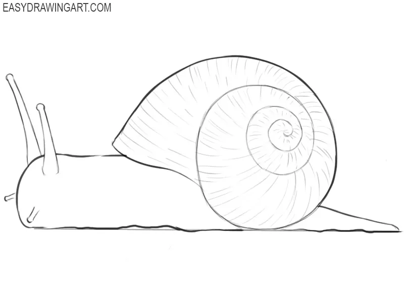 how to draw a cute cartoon snail
